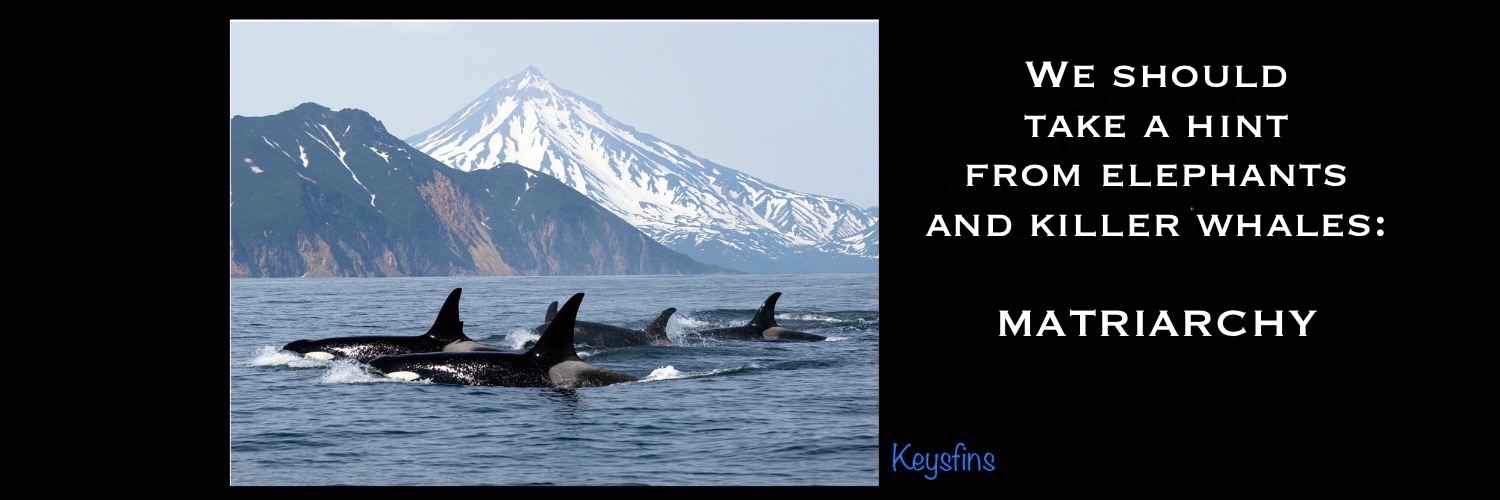 Keysfins🇺🇦 banner