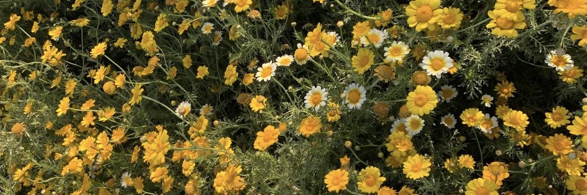 غالية ✨ banner