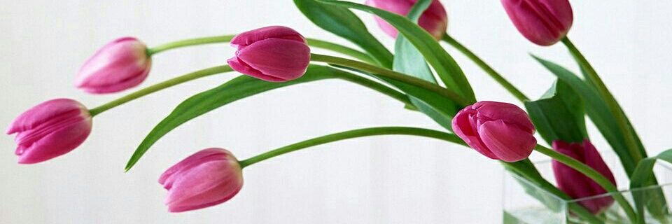 kinbaer's profile banner image