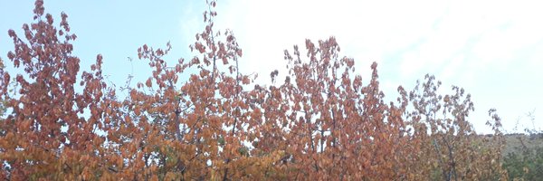 vahidbadri67 Profile Banner