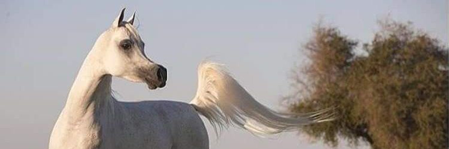 a___al3jme's profile banner image