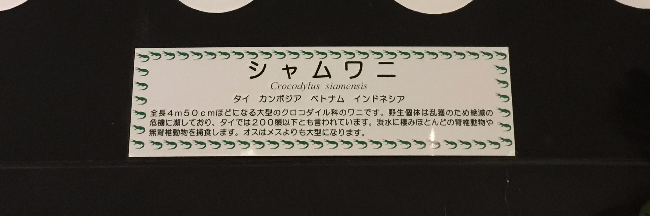 ぺろぺろぺるぅ～とぅ banner