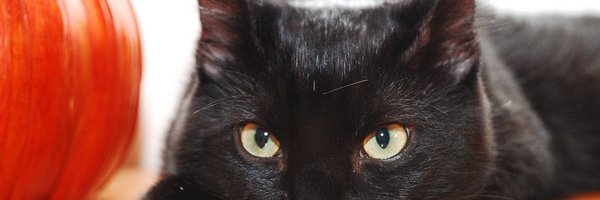 2Dukegirl21 Profile Banner