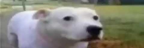 Quesito agrio banner