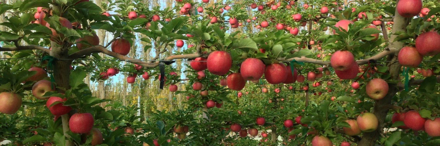 WSU Tree Fruit Extension Team banner