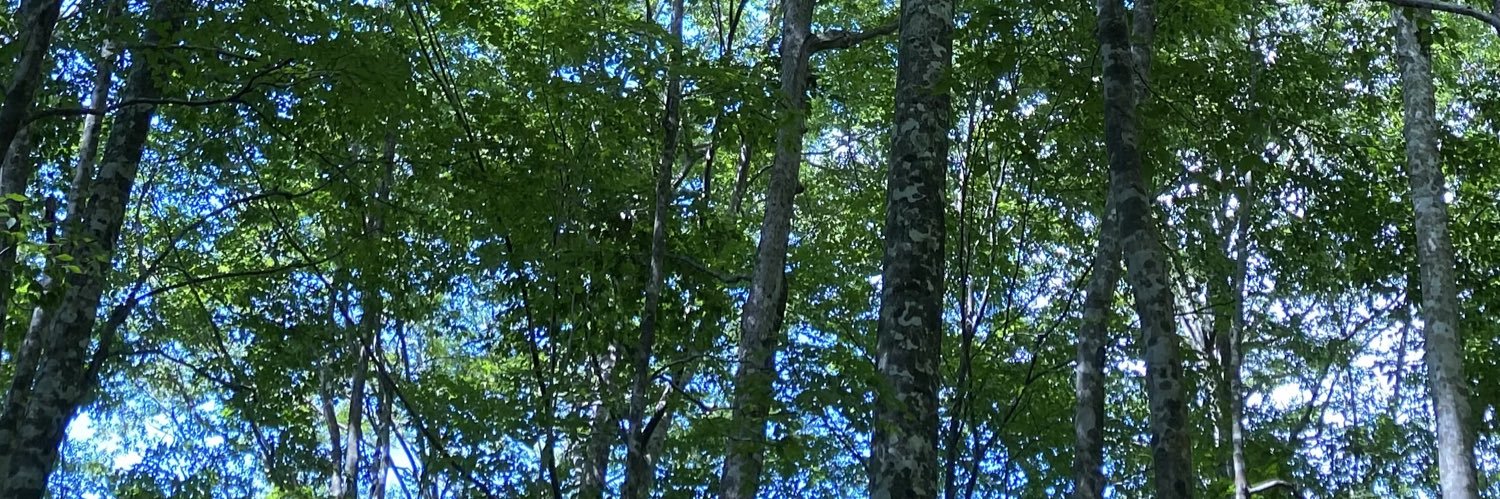 bluesmori's profile banner image