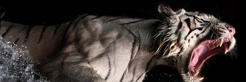 Lindsay Highgate banner