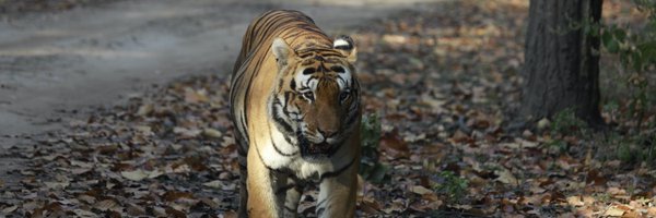 Retiremove Profile Banner