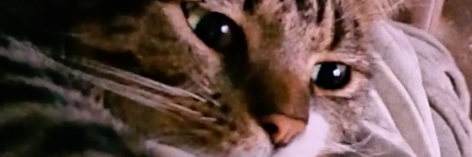 DashniP's profile banner image