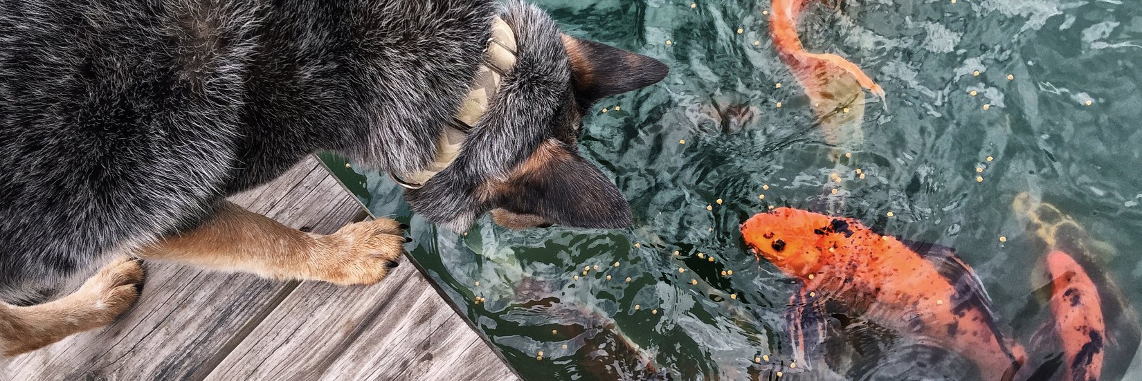 Michael J. Rosen banner