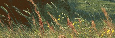 sunshine_ayako_'s profile banner image