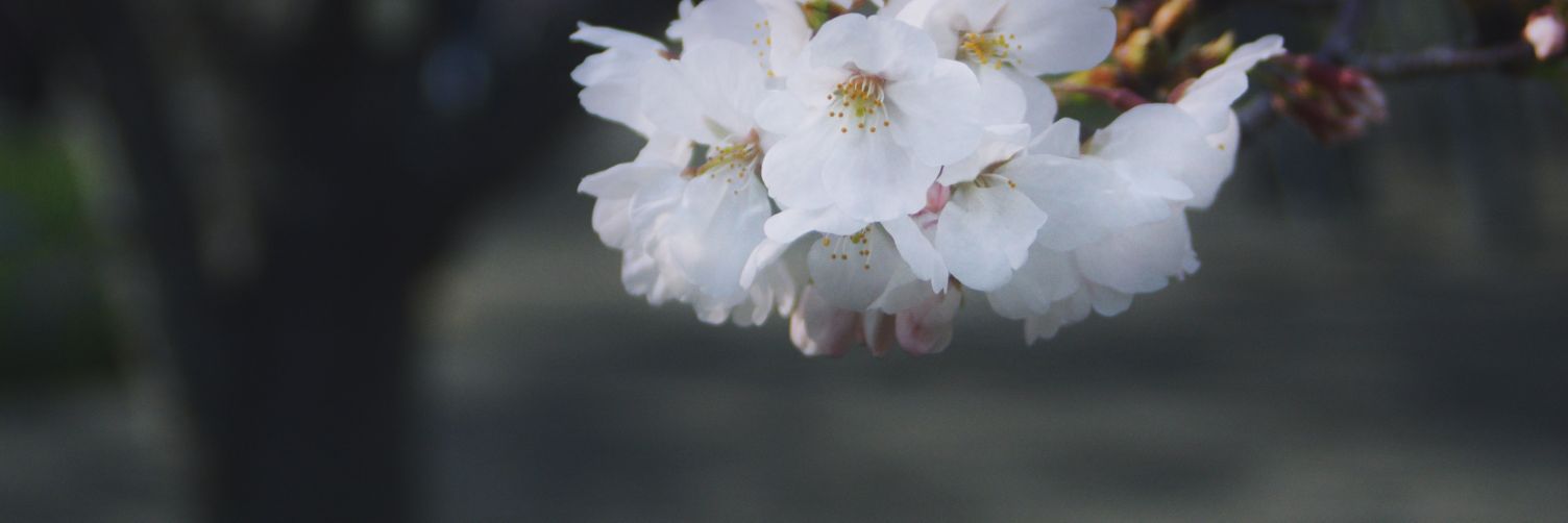 ryosukewexer banner