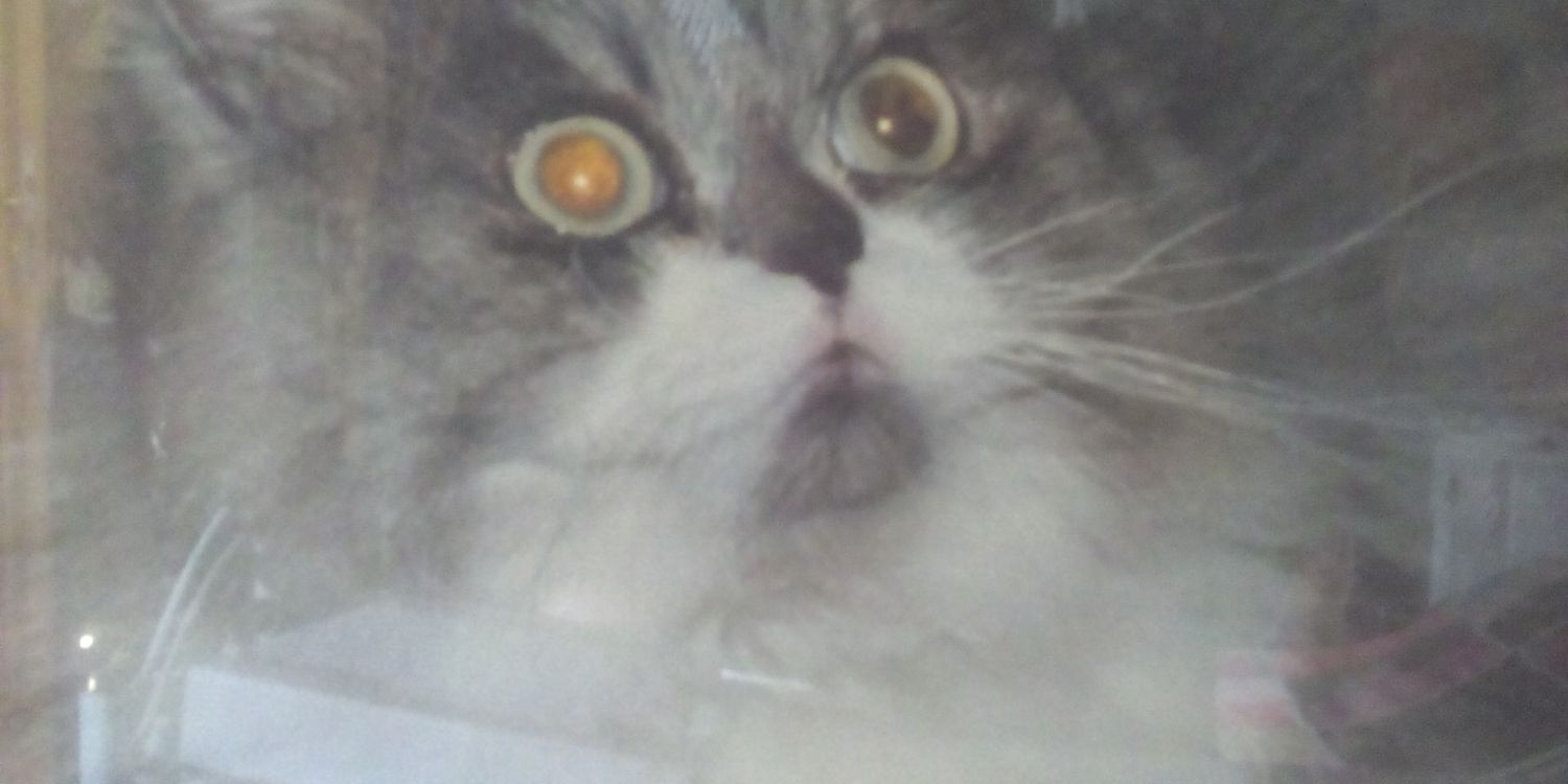 Chinchacat's profile banner image