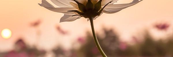 92style Profile Banner