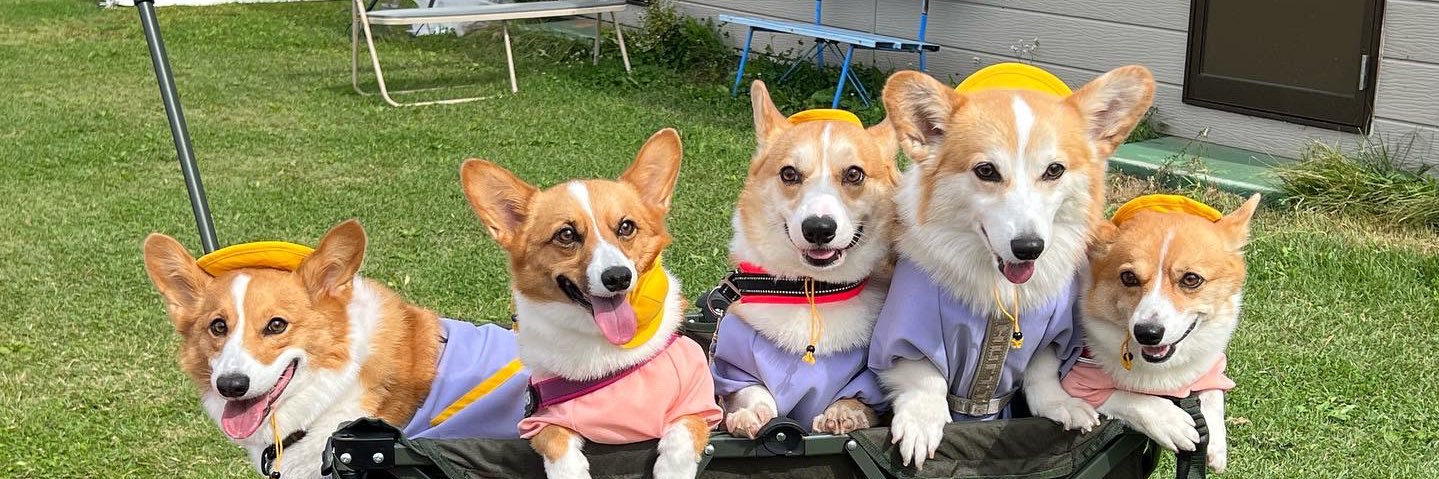 ★ EIN ★@甘えん坊コーギー☻ banner