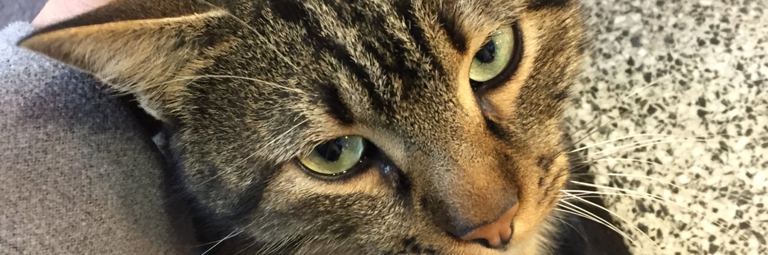 nuzeldaa's profile banner image
