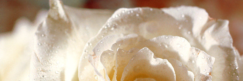 thaiswinger's profile banner image
