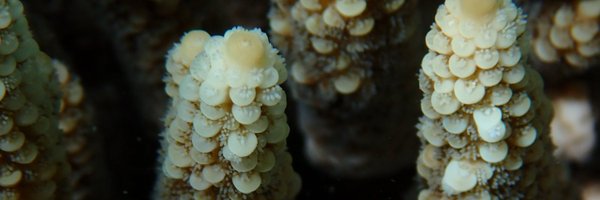 josh_bonesso Profile Banner