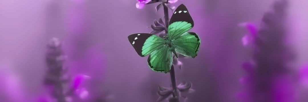 bas_jaff's profile banner image