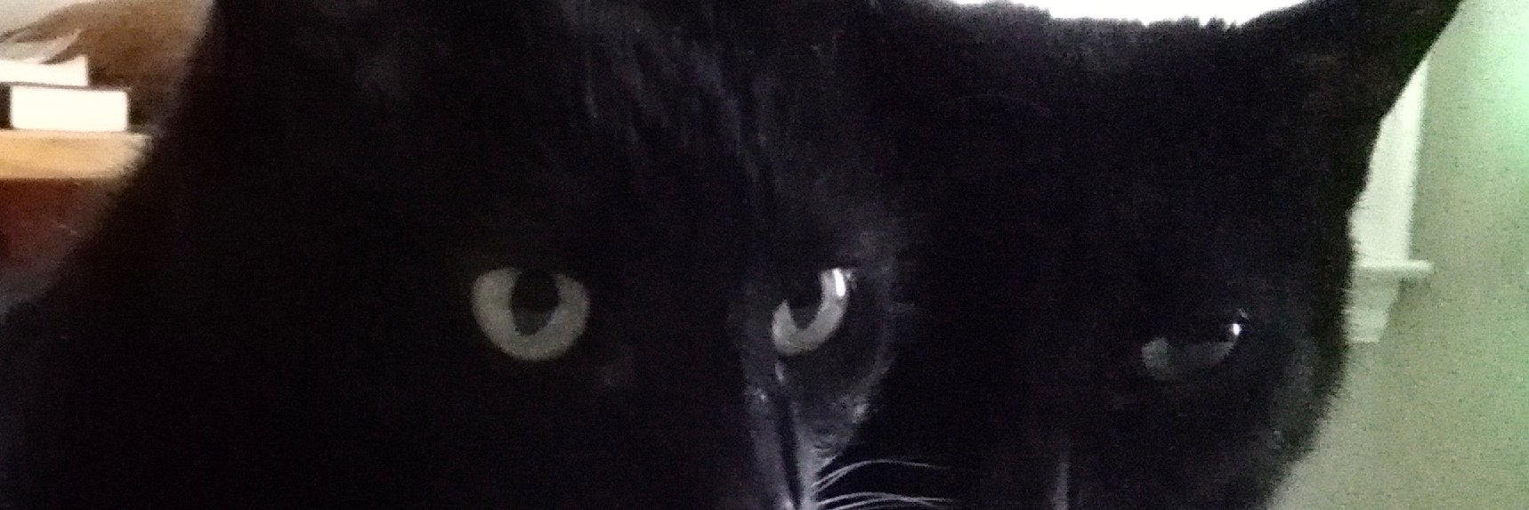 CatDisapprovesOfYou banner