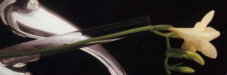 notringarde's profile banner image