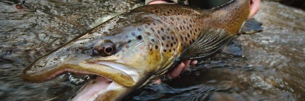 BaktoftH Profile Banner