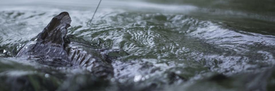 Advanced Carp Mag banner