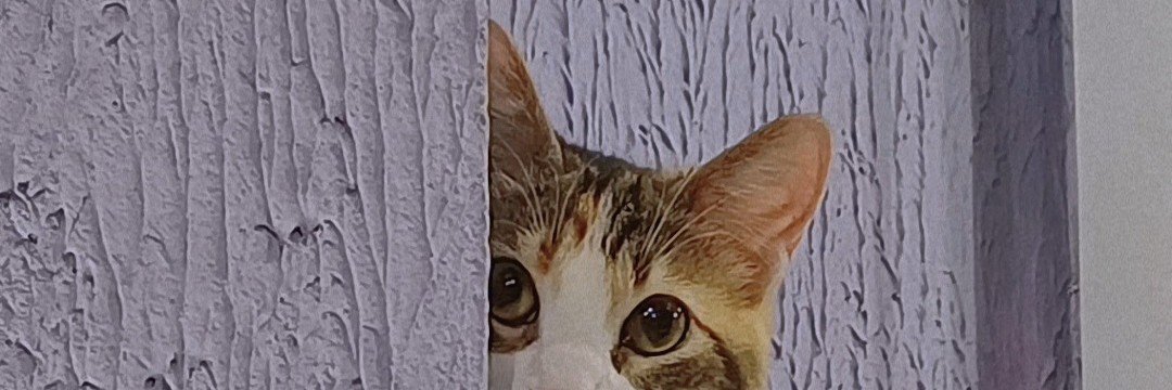 VaneBaezE's profile banner image