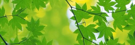 MsNSteele's profile banner image