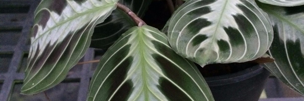 Southeast Asia Botanic Gardens Network banner