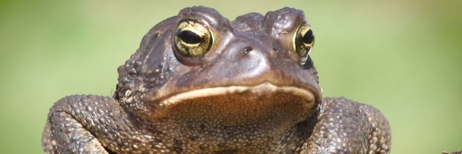 PurpleToadEast's profile banner image