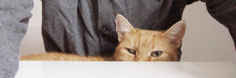 johnny_kitten's profile banner image
