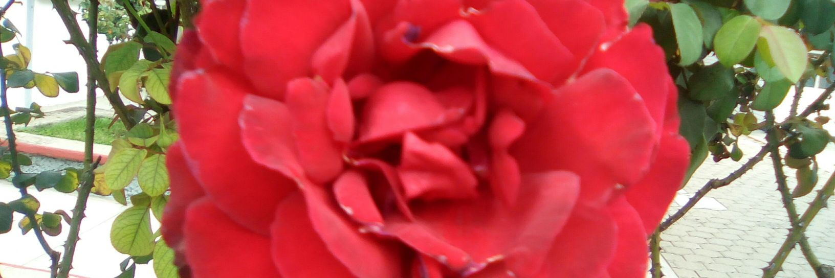 Rafael Vicente banner