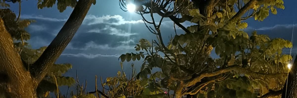 Camelorcio ⚖️ banner