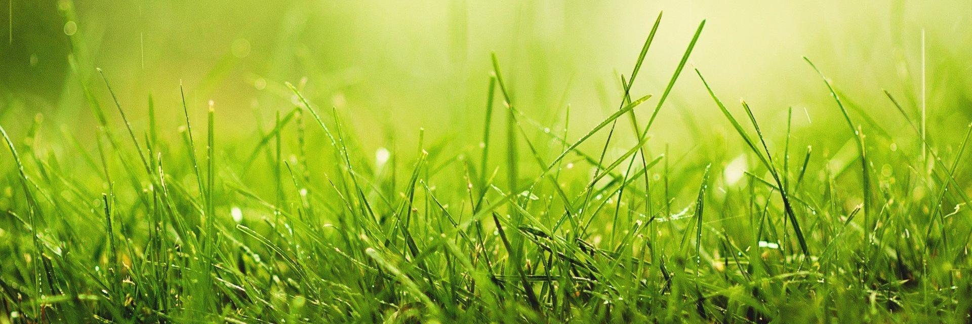 Ivan Gerginov banner