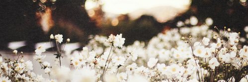 taaaay_renee's profile banner image