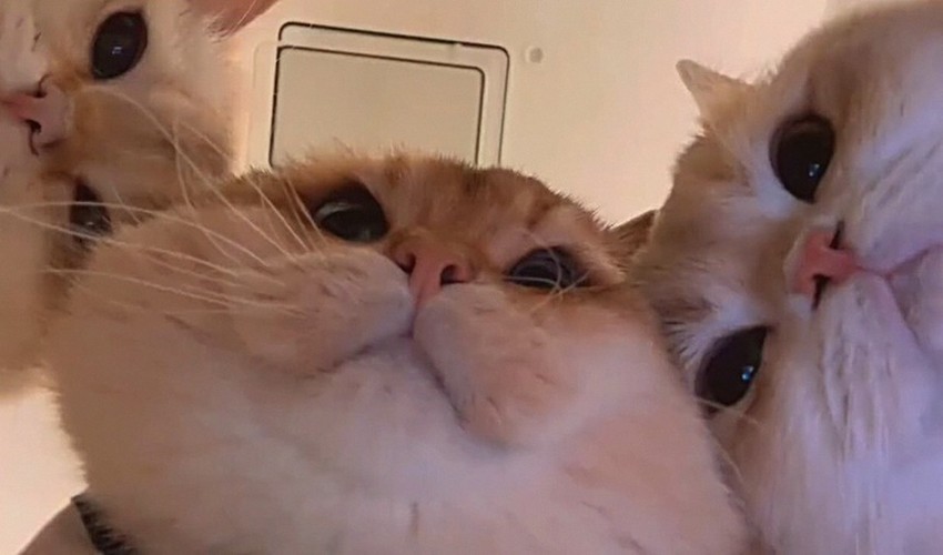 sprinklepiey1a's profile banner image