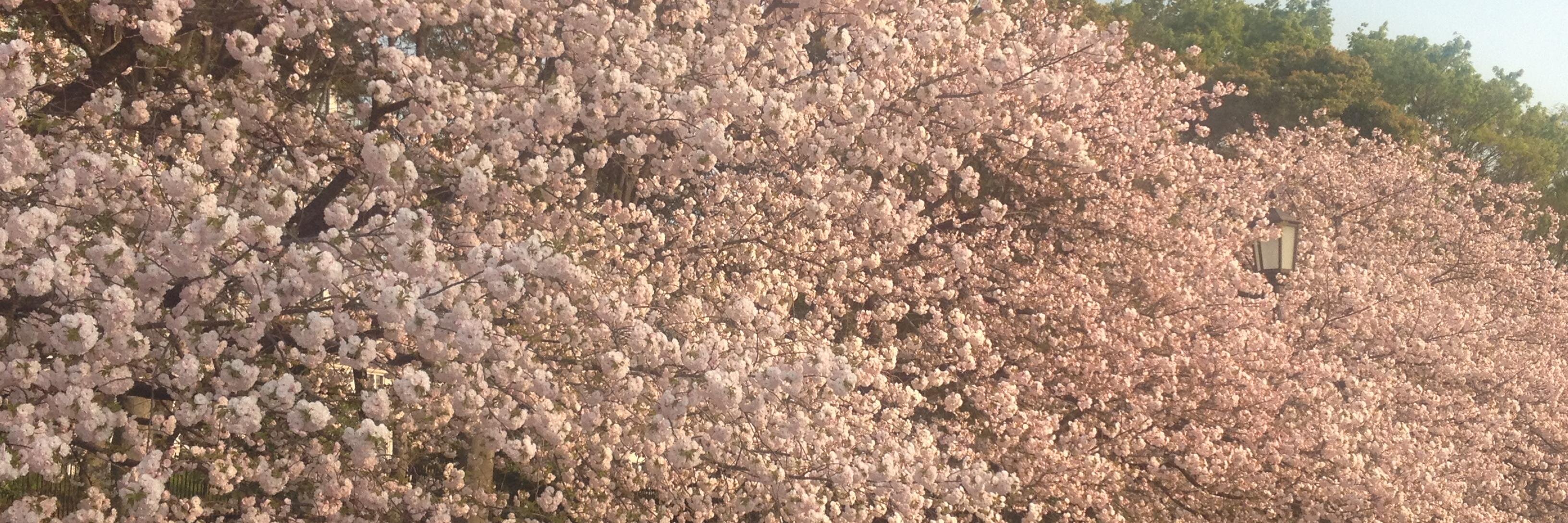 ギョギョーム banner