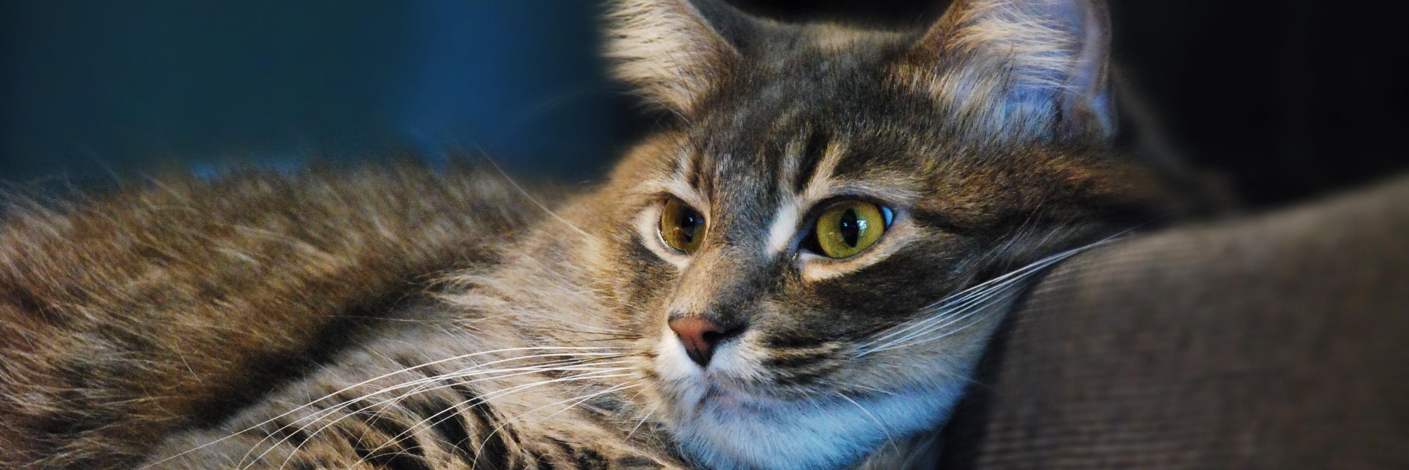 CatsLover banner