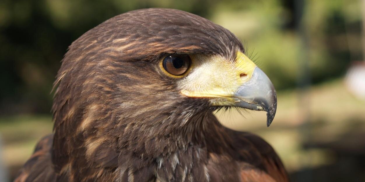 Titaniumtalons's profile banner image
