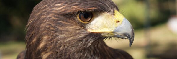 Titaniumtalons Profile Banner