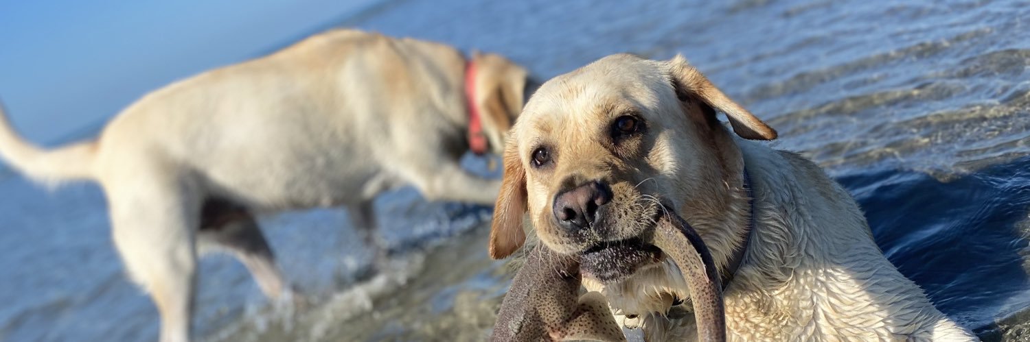 Ricky Wilson PhD banner