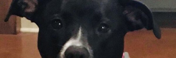 MikeCoppage1 Profile Banner