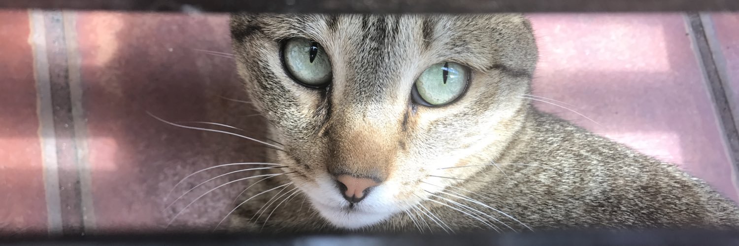kittyou_93's profile banner image