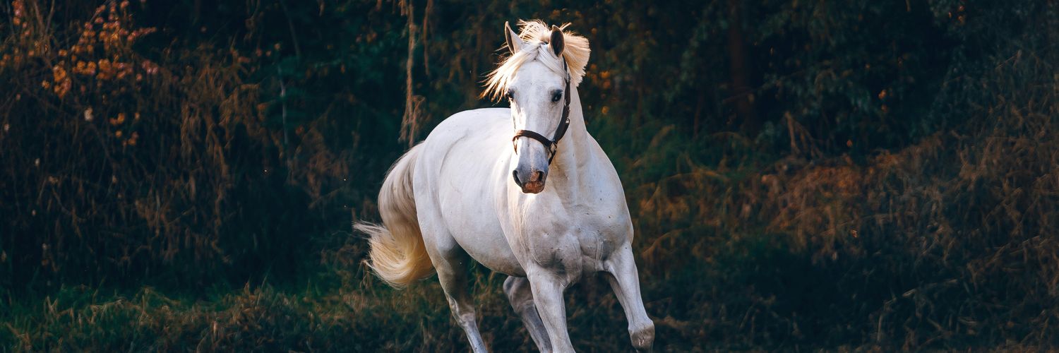 Andrea hernandez banner