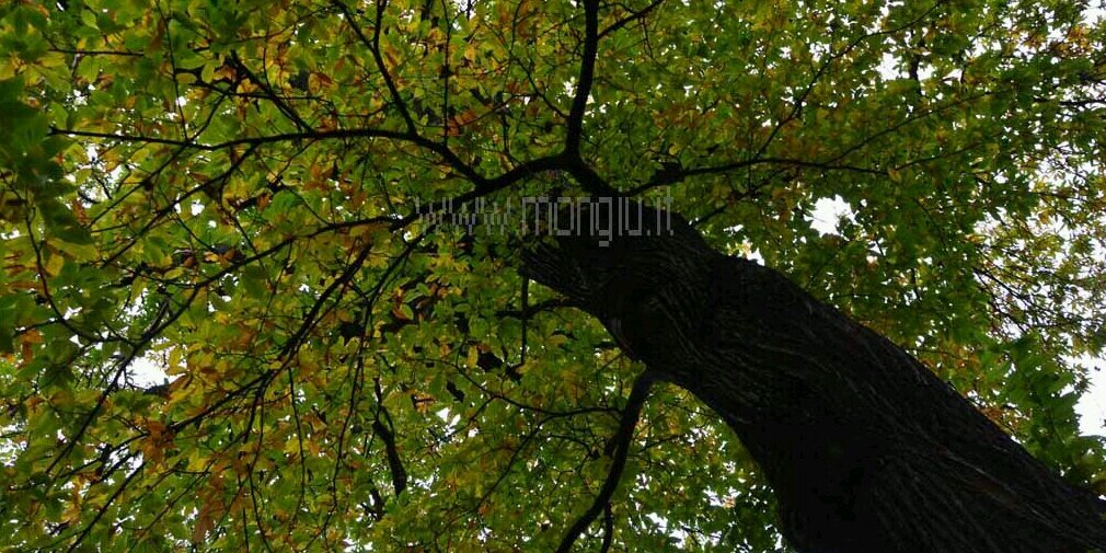 amongiu's profile banner image