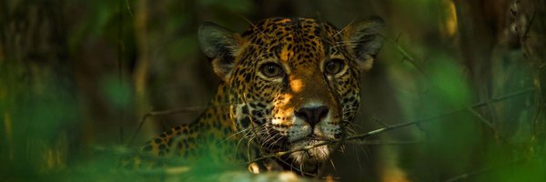 MooYamWildLife Profile Banner