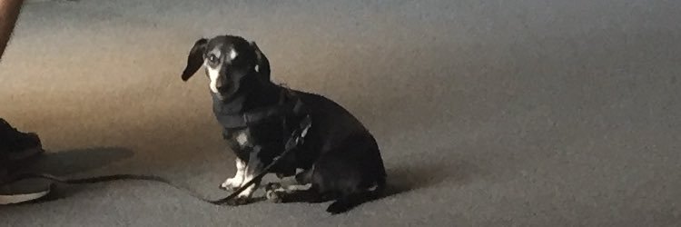 ʕ•ᴥ•ʔ banner