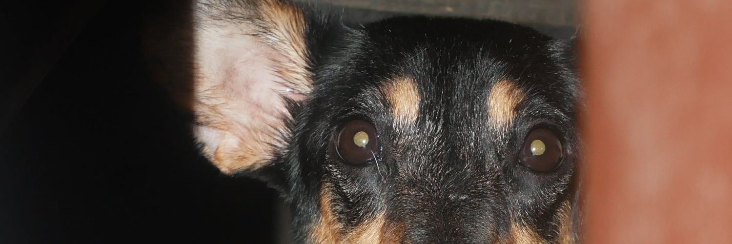 lucis_andrada's profile banner image
