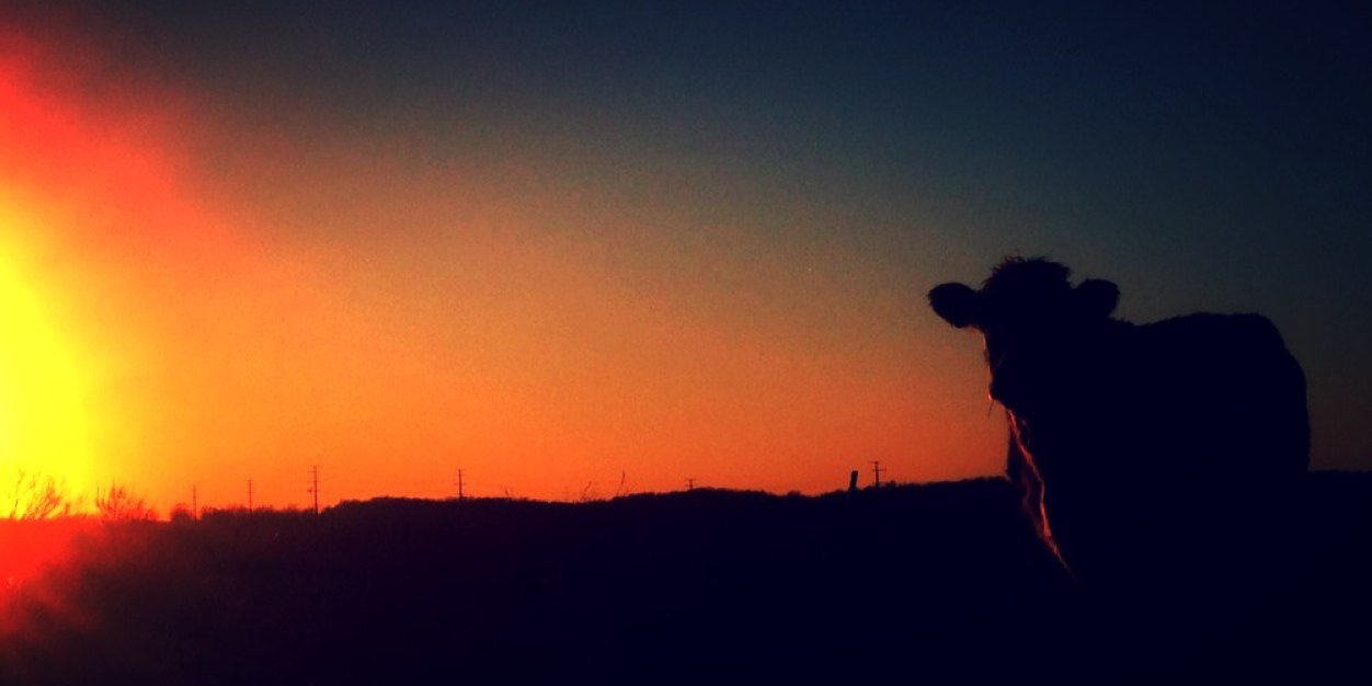 kmschrodt's profile banner image